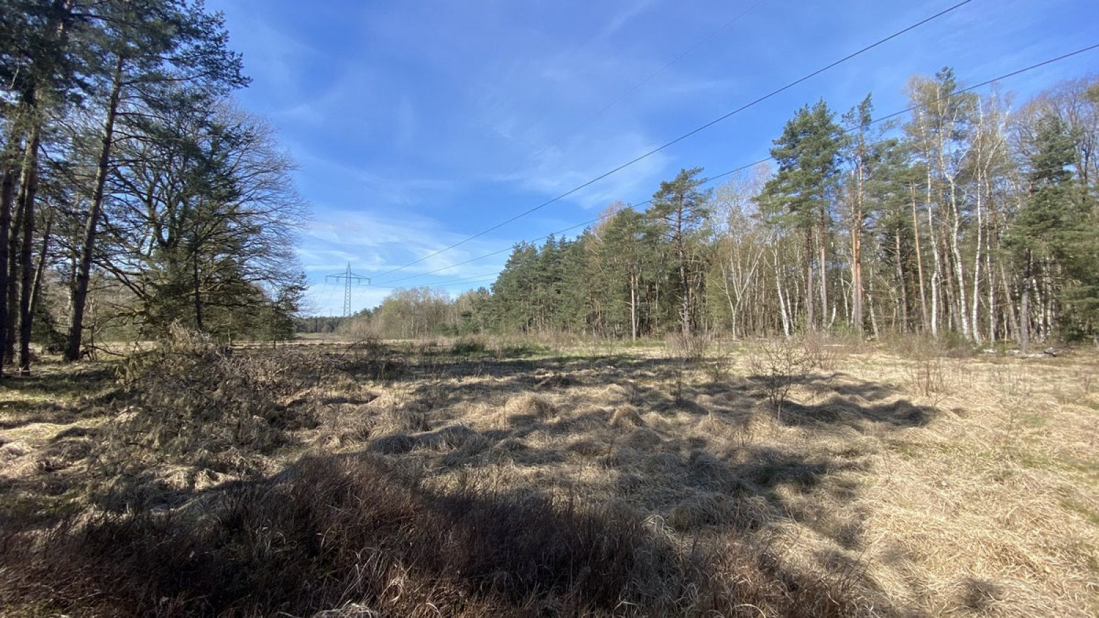 Weite Wiesenlandschaft im Königsbruch