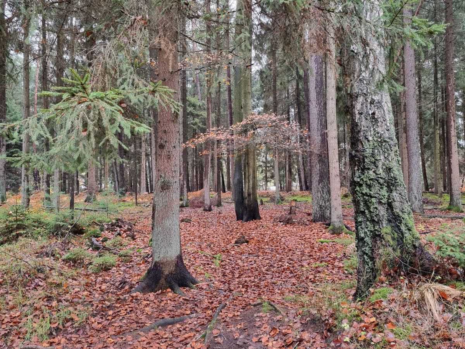 Waldgebiet im Königsbruch