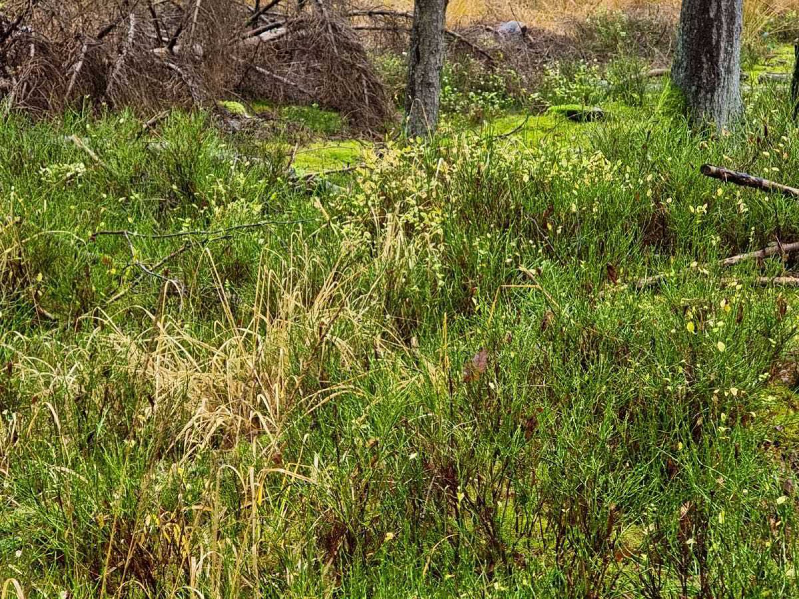 Landschaft und Vegetation im Königsbruch