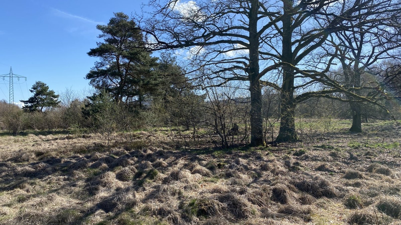 Naturlandschaft des Königsbruchs
